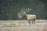 Early Snowfall Fine Art Print