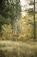 Autumn Aspen - White Tailed Deer Fine Art Print