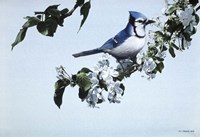 Apple Blossoms And Bluejay Fine Art Print