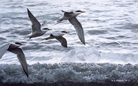 Above The Waves - Common Terns Fine Art Print