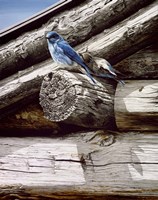 Weathered Wood Fine Art Print
