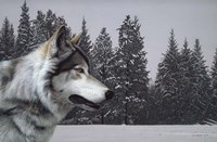 Wolf Portrait Fine Art Print