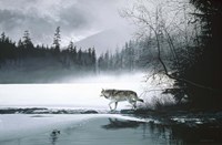 Spring Mist - Gray Wolf Fine Art Print