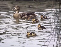 Mallard Family Fine Art Print