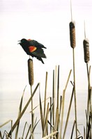 Early Arrival- Red- Winged Blackbird Fine Art Print