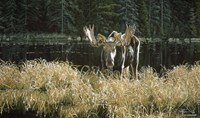 Autumn Foraging - Moose Fine Art Print