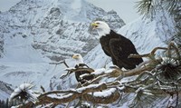 Eagles In The Pine Fine Art Print