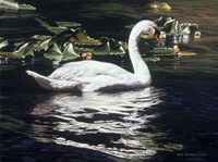 Mute Swan And Lily Pads Fine Art Print