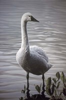 Waters Edge Fine Art Print