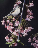 Titmouse And Blossoms Fine Art Print