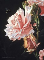 Rose And Bumblebee Fine Art Print