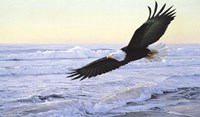 Ocean Dawn- Eagle Fine Art Print