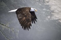 Mystic Forest Fine Art Print