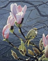 Kinglet And Magnolia Fine Art Print