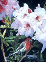Housefinch And Rhododendron Fine Art Print