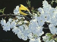 Goldfinch And Blossoms Fine Art Print