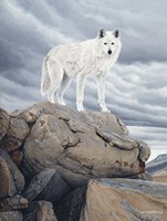 White Wolf Fine Art Print