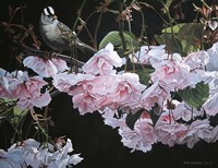 Apple Blossoms Fine Art Print