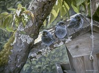 Baby Blues Fine Art Print