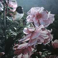 Junco And Camelia Fine Art Print