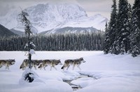 Emerald Lake Fine Art Print