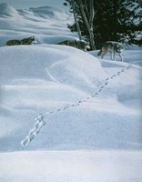 Winter Tracking Fine Art Print
