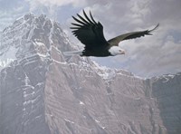 Mountain Flight Fine Art Print