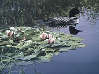 Loon And Lilies Fine Art Print