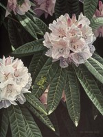 Rhododendron Fine Art Print