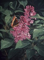 Lilac Fine Art Print