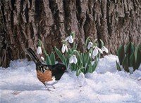 Snowdrops Fine Art Print