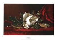 Magnolia Flower Fine Art Print
