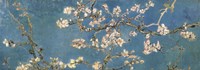 Almond Blossom Fine Art Print