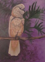 Cockatoo Fine Art Print