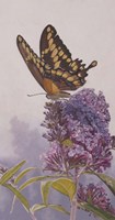 Giant Swallowtail Fine Art Print