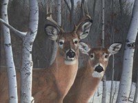 Deer Magic Fine Art Print