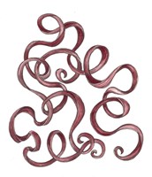 Red Ribbon Fine Art Print