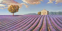 Campi di Lavanda Fine Art Print