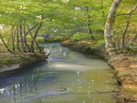 Nel Bosco Fine Art Print