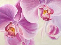 Purple Orchids Fine Art Print