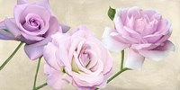 Rose Classiche Fine Art Print