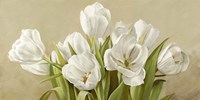 Tulipani Bianchi Fine Art Print