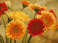 Gerbere nel Sole Fine Art Print