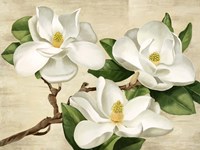 Magnolie Bianche Fine Art Print