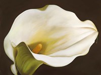 Calla Fine Art Print