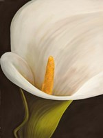 Calla Moderna II Fine Art Print
