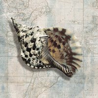 Sea Shell Fine Art Print