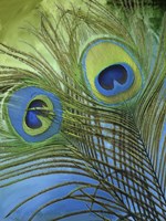 Peacock Candy I Fine Art Print