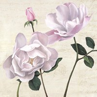 Classica II Fine Art Print