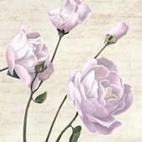 Classica III Fine Art Print